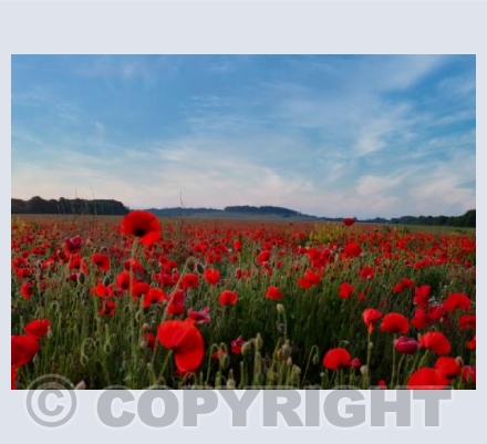 Poppy Fields, Badbury Rings, Dorset #2