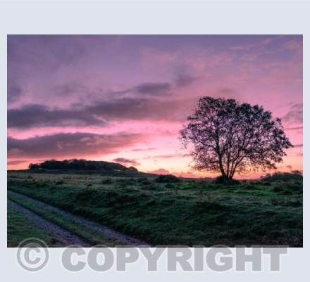 Badbury Rings Sunrise #1