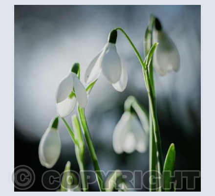 Snowdrops