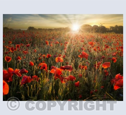 Poppy Fields, Badbury Rings, Dorset #6