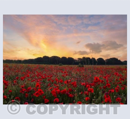 Poppy Fields, Badbury Rings, Dorset #4