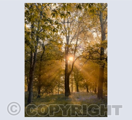 Sunrise with Bluebells, Pamphill Trees, Dorset 