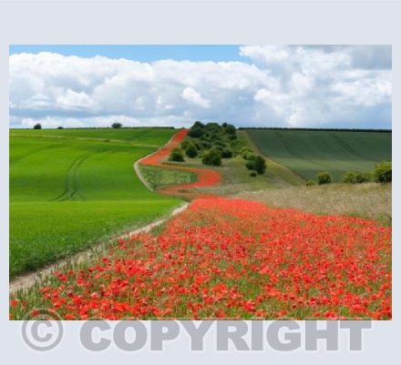 Poppy Path, Pentridge, Dorset #1