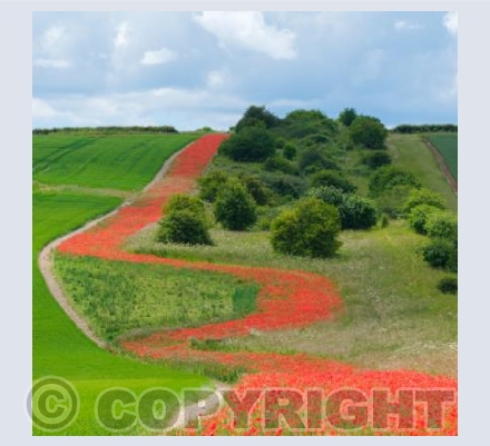 Poppy Path, Pentridge, Dorset #2