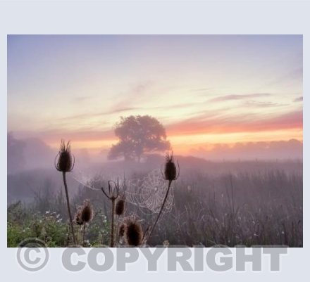Stour Misty Sunrise with cobweb #1