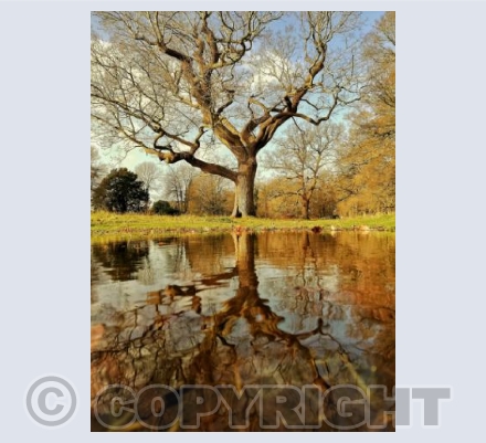 Pamphill Tree Reflections #1