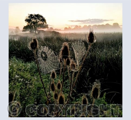 Stour Misty Sunrise with cobweb #2