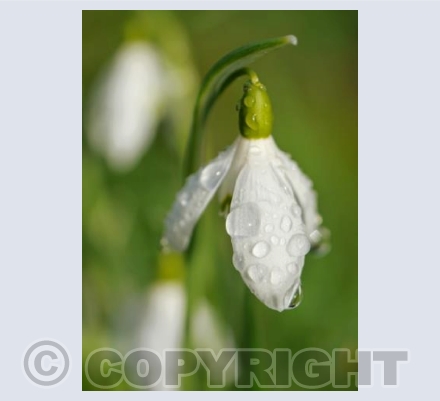Snowdrop with raindrops