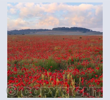 Poppy Fields, Badbury Rings, Dorset #7