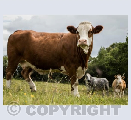 Cattle