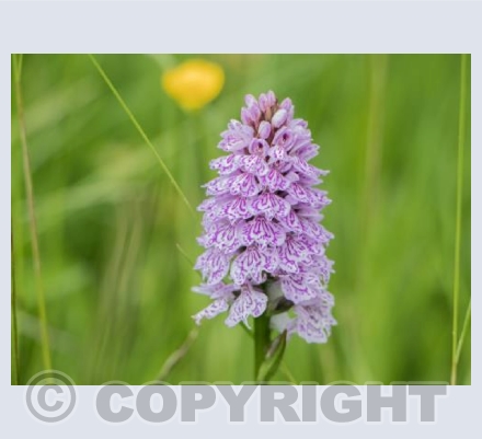 Wild Orchid 