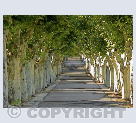 French Avenue
