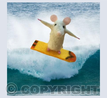 Fistral Beach Fun 
