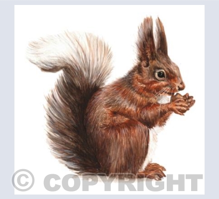 The Squirrel