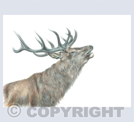 Red Stag