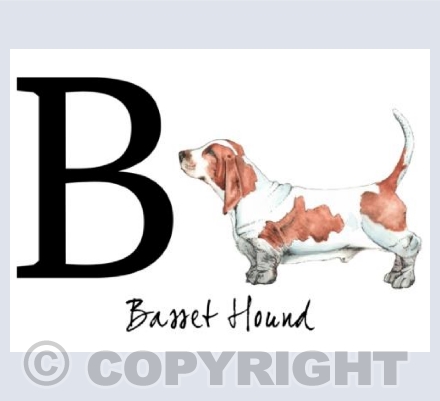 B for Basset