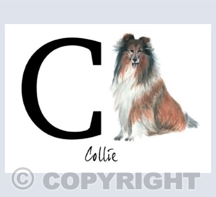 C for Collie