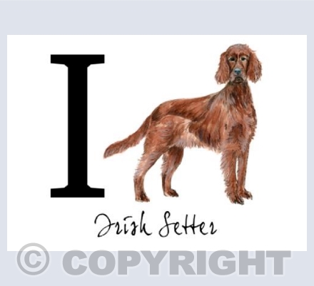 I for Irish Setter