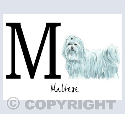 M for Maltese