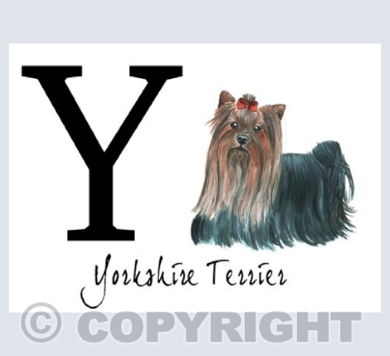 Y for Yorkshire Terrier