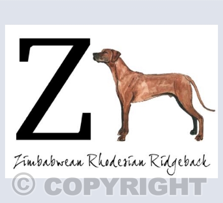 Z for Zimbabwean Rhodesian Ridgeback