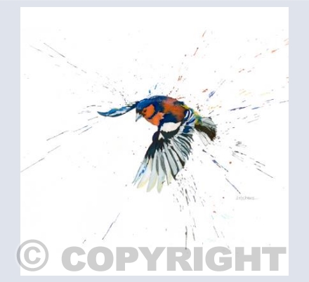 Chaffinch in Flight