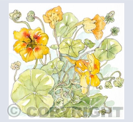 Nasturtiums