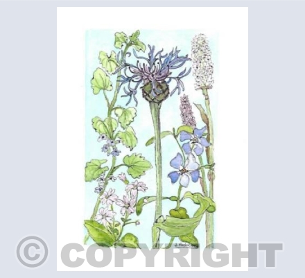 Flowers by the River Nethy