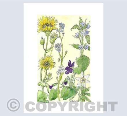 Wild Flowers by the River Nethy 1