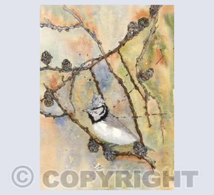 The Crested Tit