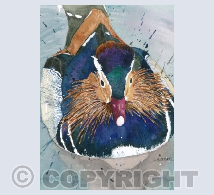 Coat of Many Colours