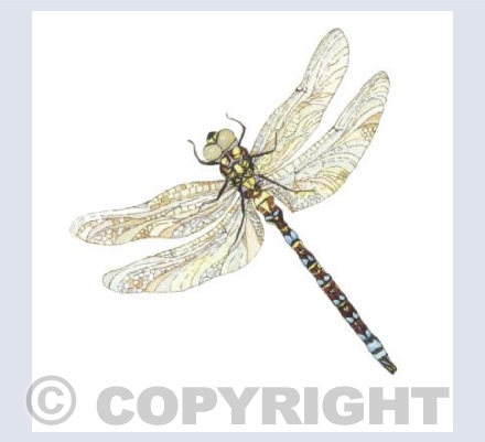 At Rest (The Southern Hawker0