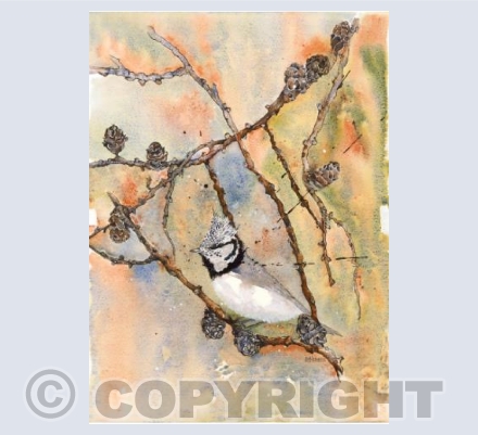 The Crested Tit