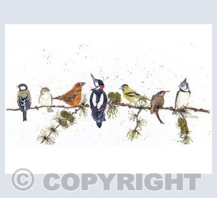Birds of the Forest