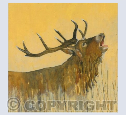 The King of the Cairngorms