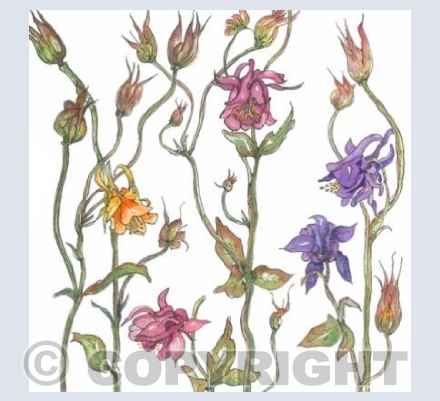 Sweet Columbine