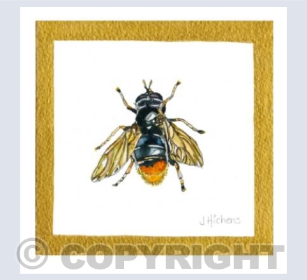 The Pine Hoverfly