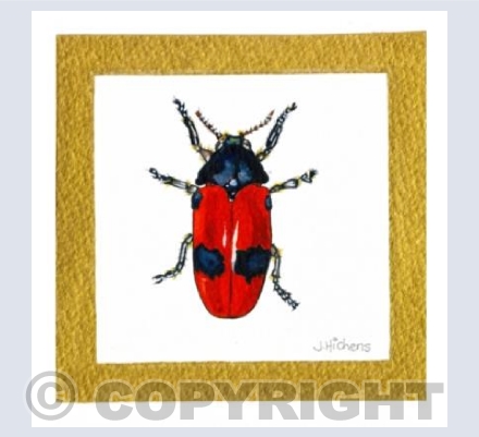 Clytra laeviuscula