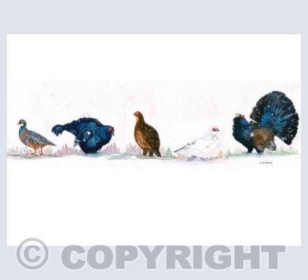 Birds of the Heather