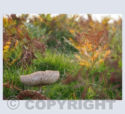 Fungi Frills
