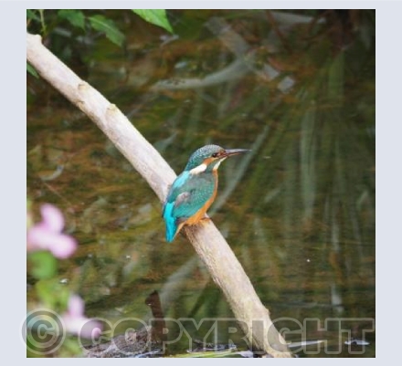 A Kingfishers Gaze
