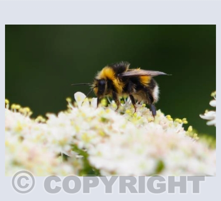 Bumble in the Blooms