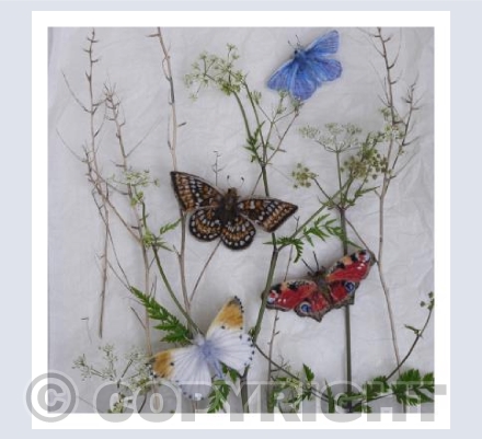 Butterflies