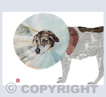 Dog Enfunnelled