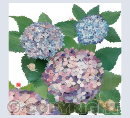 Hydrangeas and Snails