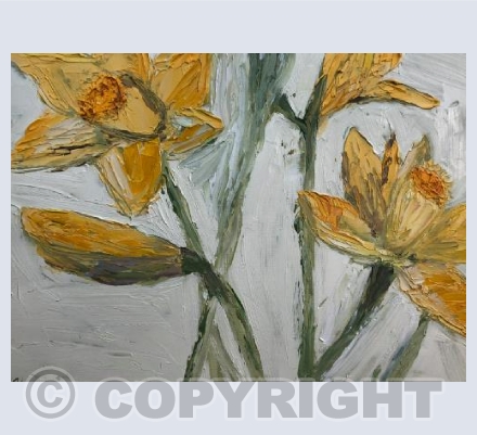 Daffodils 