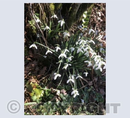 Snowdrops 