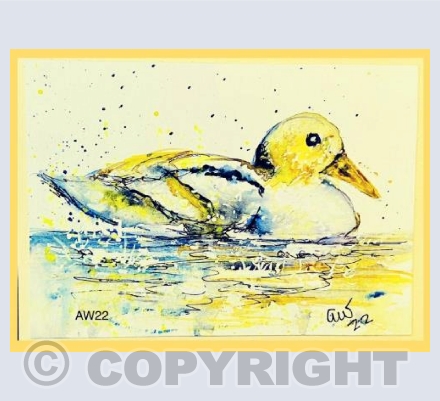 Female duck