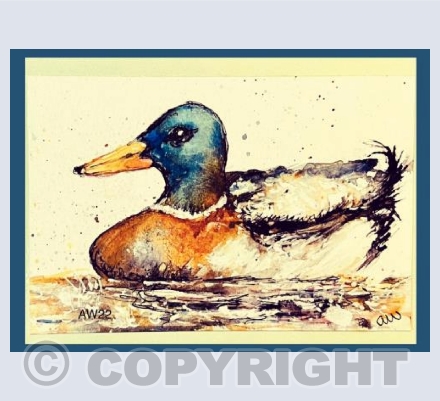 Male Mallard 