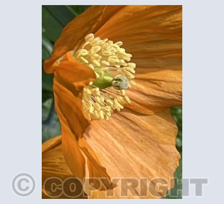 Orange poppy